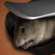 Коллаж мышь в мышке (а точнее крыса забралась в мышь)